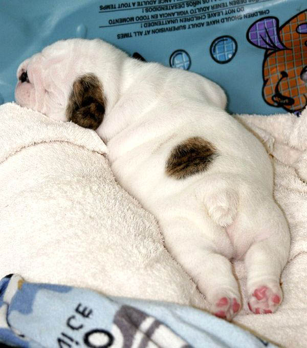 42 Adorable Bulldog Puppies Trying To Melt Your Heart