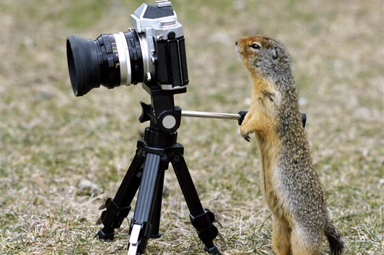 20 Funny Pictures of Animals Seem Like Take Photos