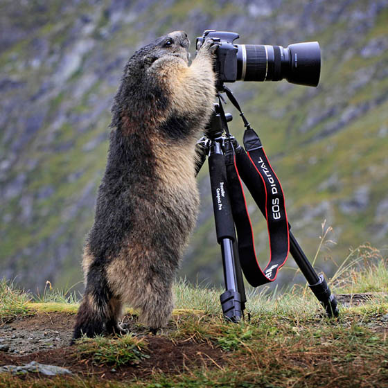 20 Funny Pictures of Animals Seem Like Take Photos