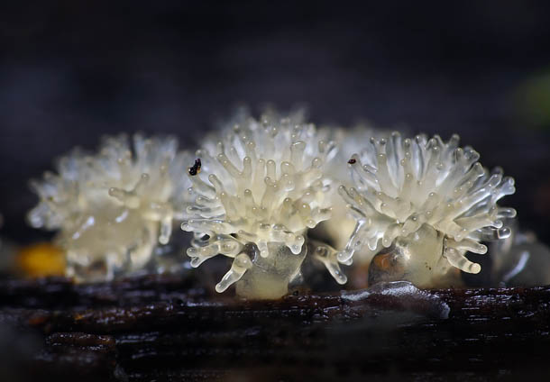 Alien Forest: Amazing Macro Photography of Slime Molds