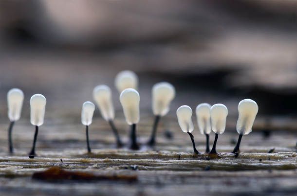 Alien Forest: Amazing Macro Photography of Slime Molds