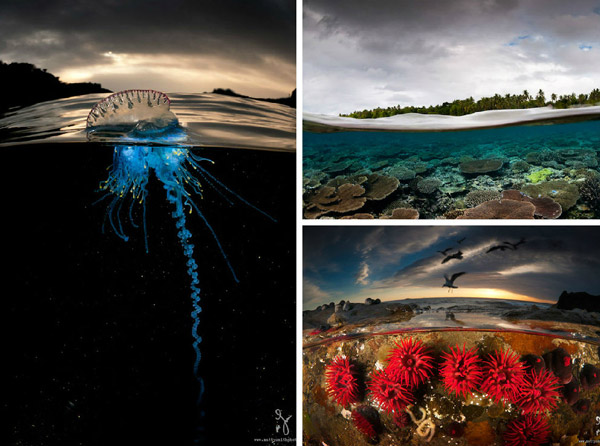 Stunning Photography Simultaneously Captures Life Above And Under See Level