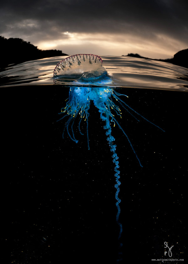 Stunning Photography Simultaneously Captures Life Above And Under See Level