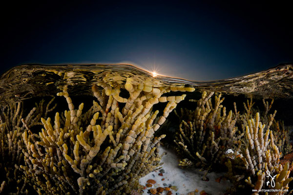 Stunning Photography Simultaneously Captures Life Above And Under See Level