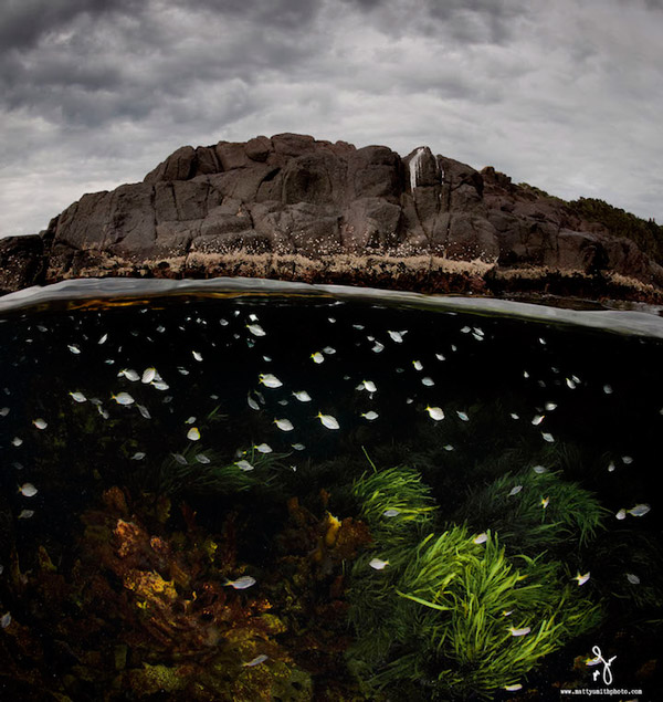 Stunning Photography Simultaneously Captures Life Above And Under See Level