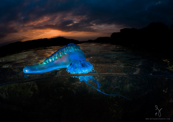 Stunning Photography Simultaneously Captures Life Above And Under See Level