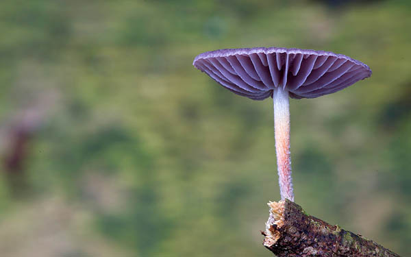 Magical World of Australian Fungi Photographed by Steve Axford