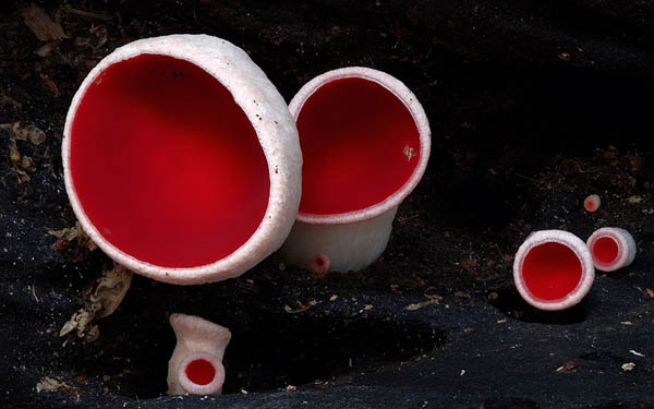 Magical World of Australian Fungi Photographed by Steve Axford
