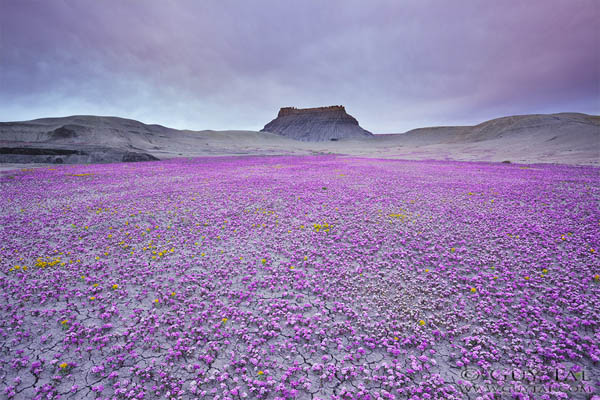 Blossom in Utah Deserts by Guy Tal