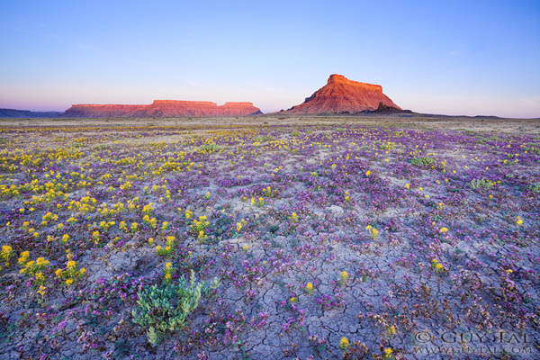 Blossom in Utah Deserts by Guy Tal