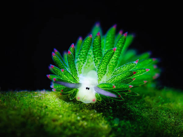 Leaf Sheep? Cartoon Lamb? Another Adorable Sea Slug