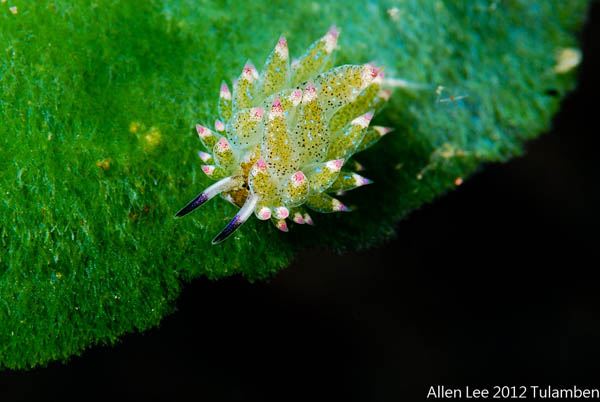 Leaf Sheep? Cartoon Lamb? Another Adorable Sea Slug