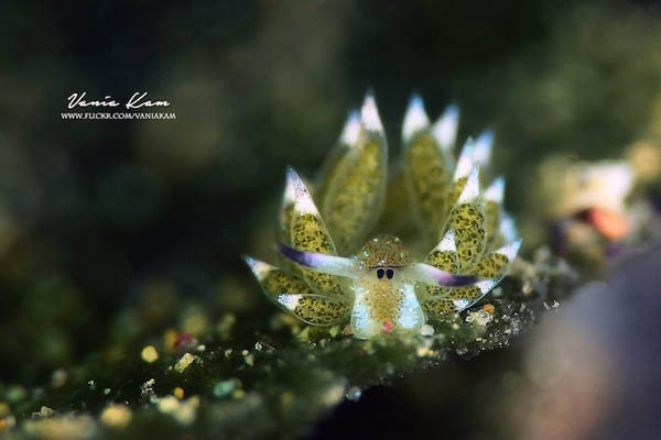 Leaf Sheep? Cartoon Lamb? Another Adorable Sea Slug