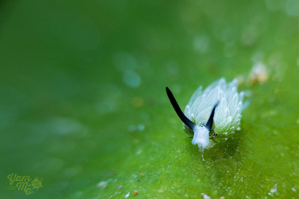 Leaf Sheep? Cartoon Lamb? Another Adorable Sea Slug