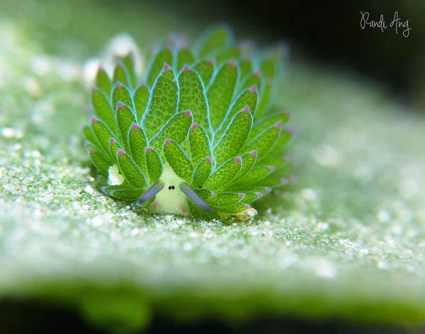 Leaf Sheep? Cartoon Lamb? Another Adorable Sea Slug