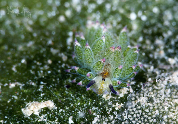 Leaf Sheep? Cartoon Lamb? Another Adorable Sea Slug