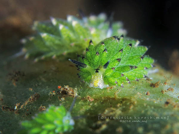 Leaf Sheep? Cartoon Lamb? Another Adorable Sea Slug