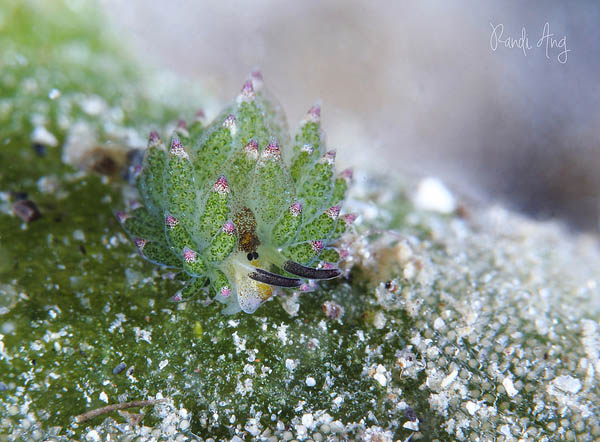 Leaf Sheep? Cartoon Lamb? Another Adorable Sea Slug