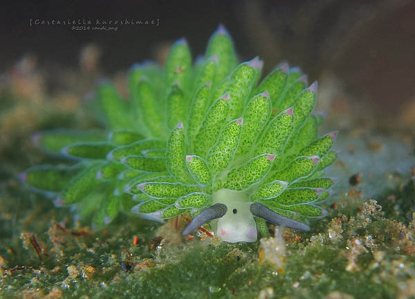 Leaf Sheep? Cartoon Lamb? Another Adorable Sea Slug ...