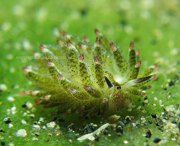 Leaf Sheep? Cartoon Lamb? Another Adorable Sea Slug ...