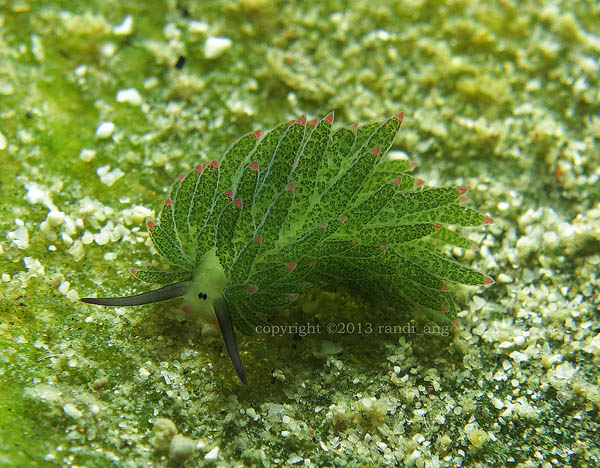 Leaf Sheep? Cartoon Lamb? Another Adorable Sea Slug