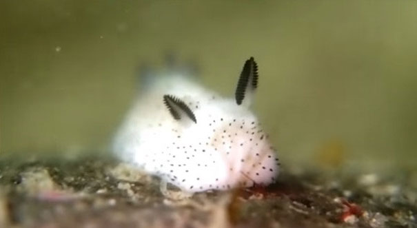 Sea Bunny: World's Cutest Slug