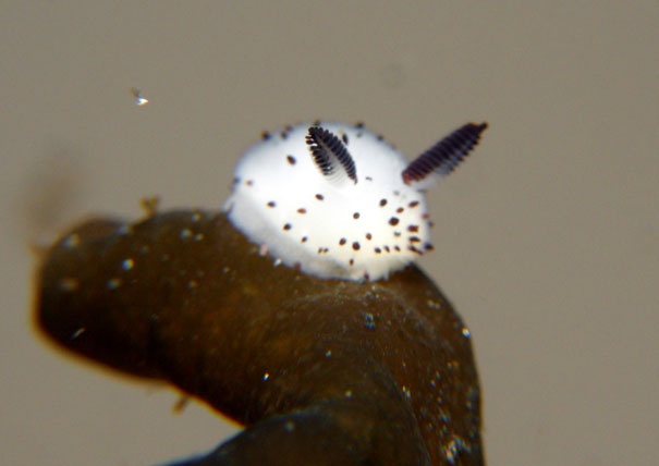 Sea Bunny: World's Cutest Slug