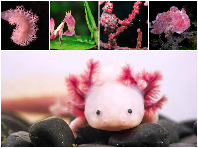25 Amazing Pink-color Animals