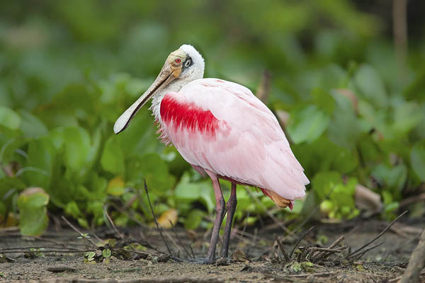 25 Amazing Pink-color Animals