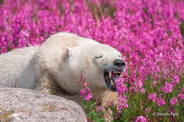 Unusual Photos of Polar Bears Play in Flower Fields