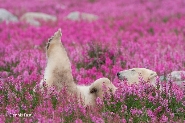 Unusual Photos of Polar Bears Play in Flower Fields