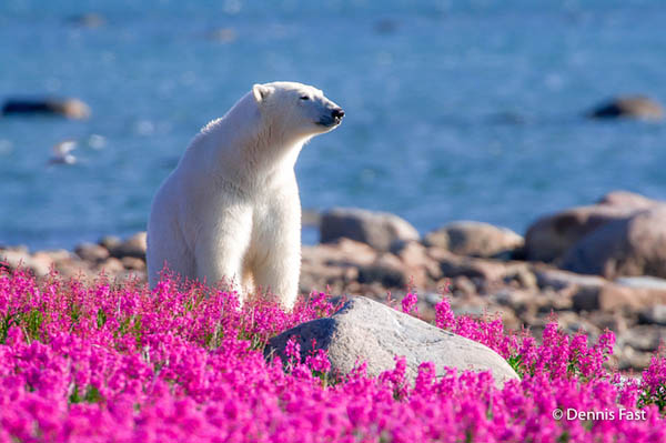 Unusual Photos of Polar Bears Play in Flower Fields