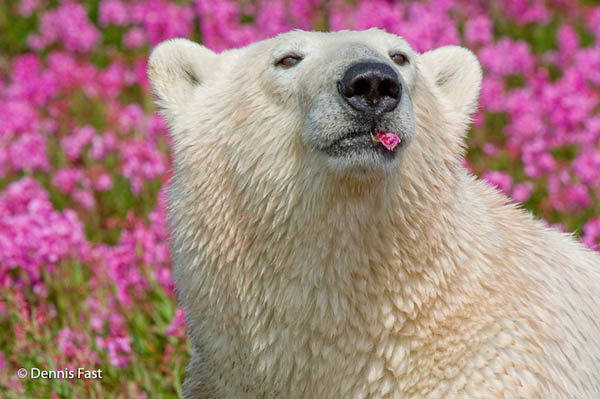 Unusual Photos of Polar Bears Play in Flower Fields