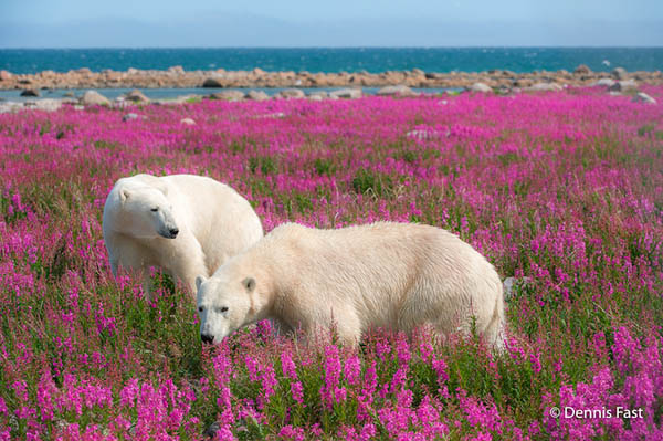 Unusual Photos of Polar Bears Play in Flower Fields