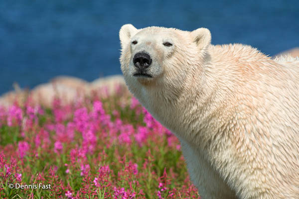 Unusual Photos of Polar Bears Play in Flower Fields