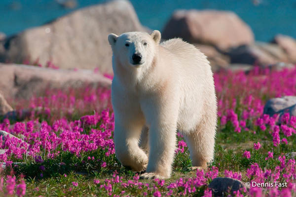 Unusual Photos of Polar Bears Play in Flower Fields