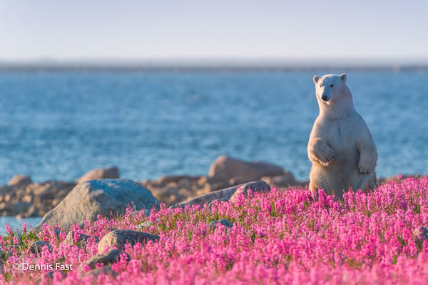 Unusual Photos of Polar Bears Play in Flower Fields