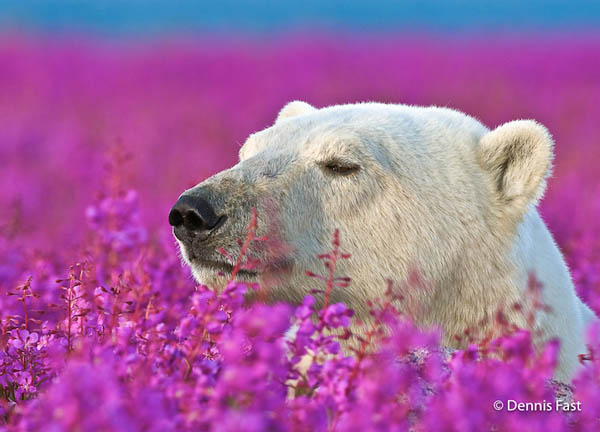 Unusual Photos of Polar Bears Play in Flower Fields