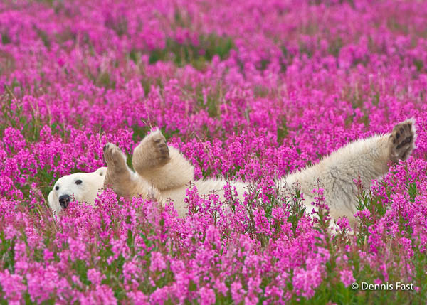 Unusual Photos of Polar Bears Play in Flower Fields