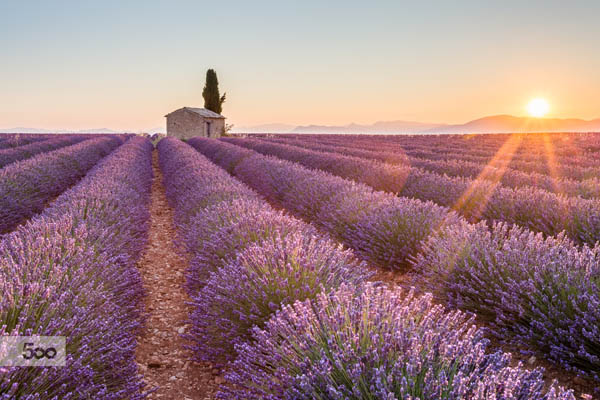 Magnificent Photography of Lavender Fields