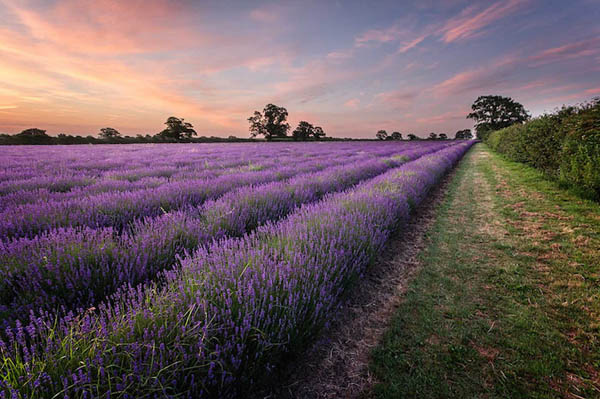 Magnificent Photography of Lavender Fields