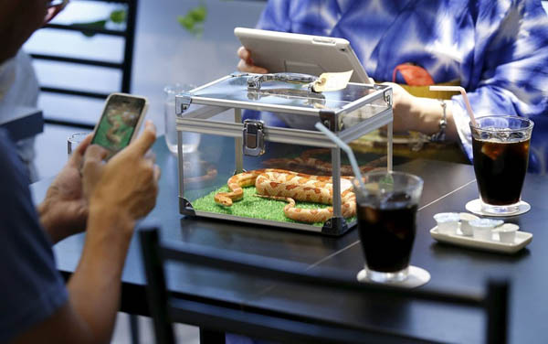 Coffee with Snake? Unusual Snake Cafe in Tokyo