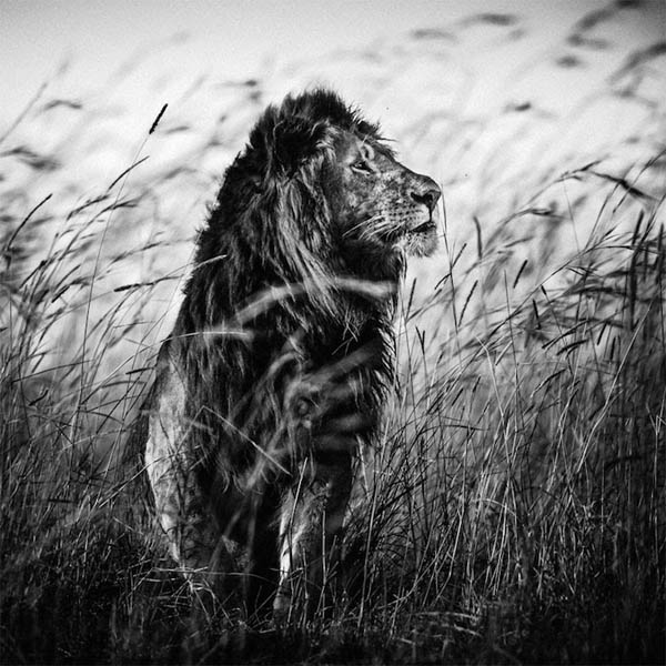 Stunning Black & White Photography of Africa's Animals