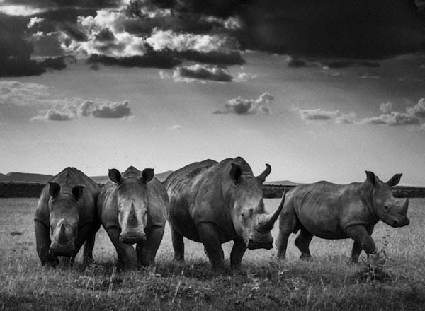 Stunning Black & White Photography of Africa's Animals