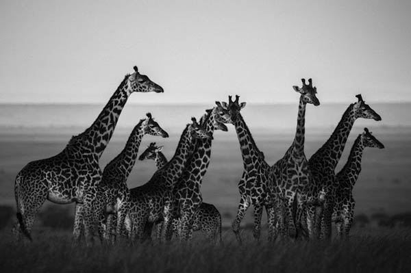 Stunning Black & White Photography of Africa's Animals