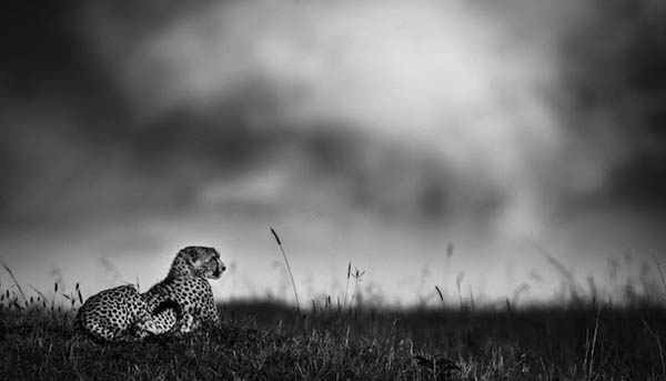 Stunning Black & White Photography of Africa's Animals