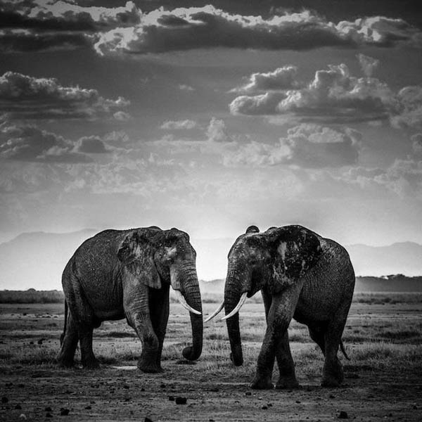 Stunning Black & White Photography of Africa’s Animals – Design Swan