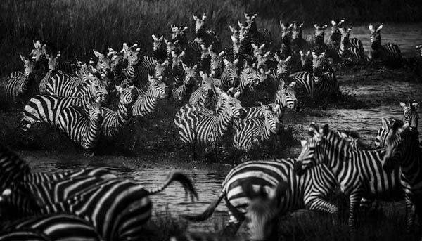 Stunning Black & White Photography of Africa's Animals
