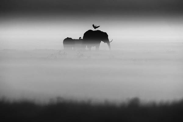 Stunning Black & White Photography of Africa's Animals