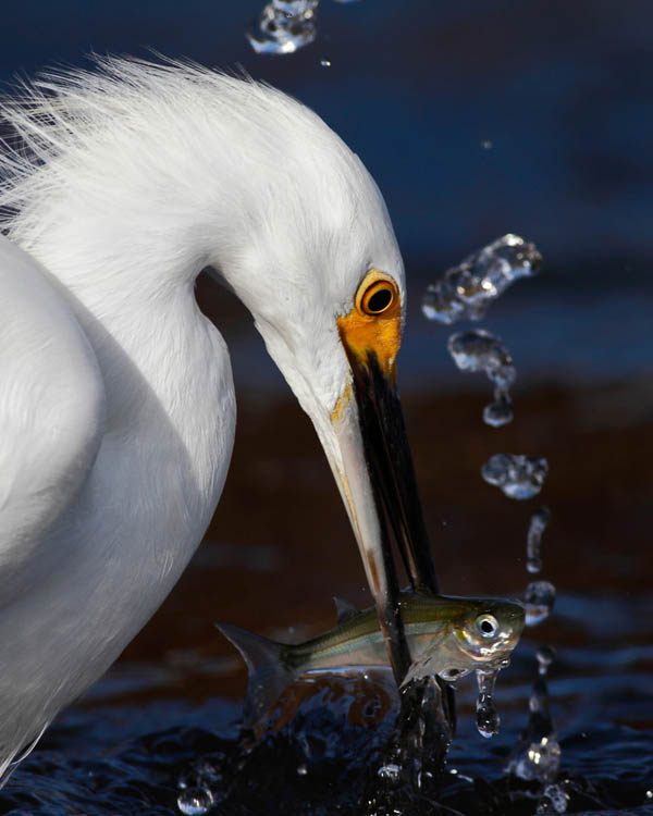 Stunning High Speed Photos of Birds Catching Fish